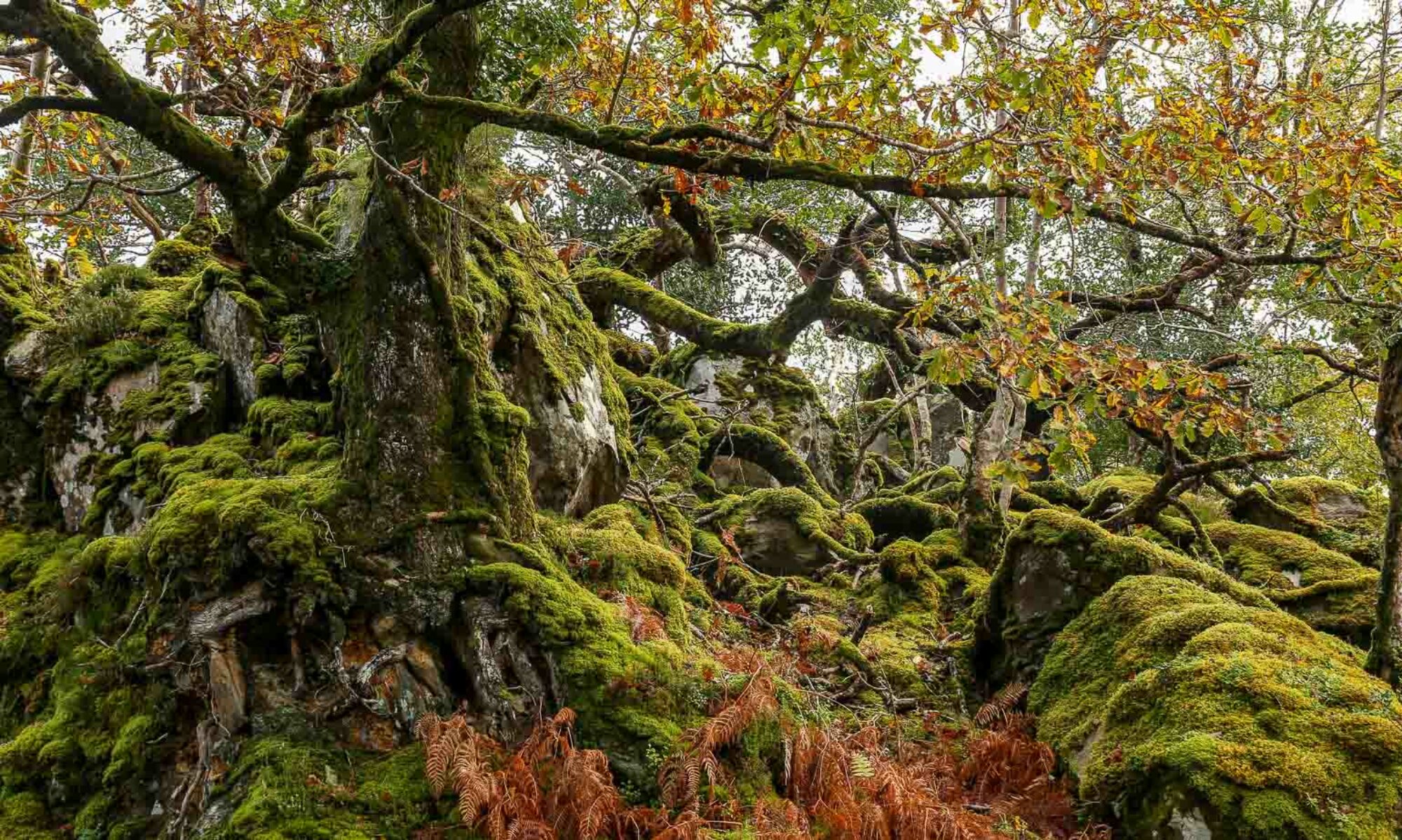 Photo d'un arbre magnifique en Irlande